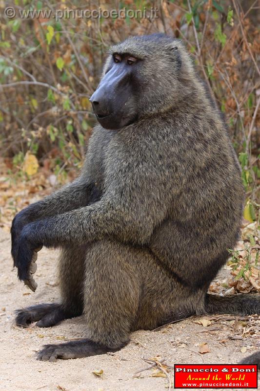 Ethiopia - Mago National Park - Babbuini - 08.jpg